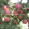 China Origin Fresh Qinguan Apple